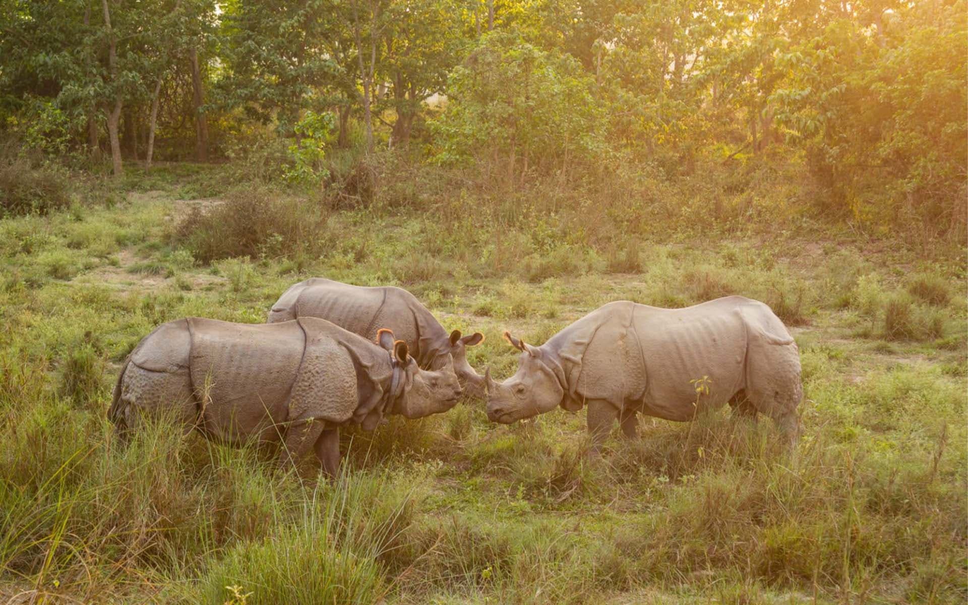 One-horned rhinoceros in Chitwan National Park